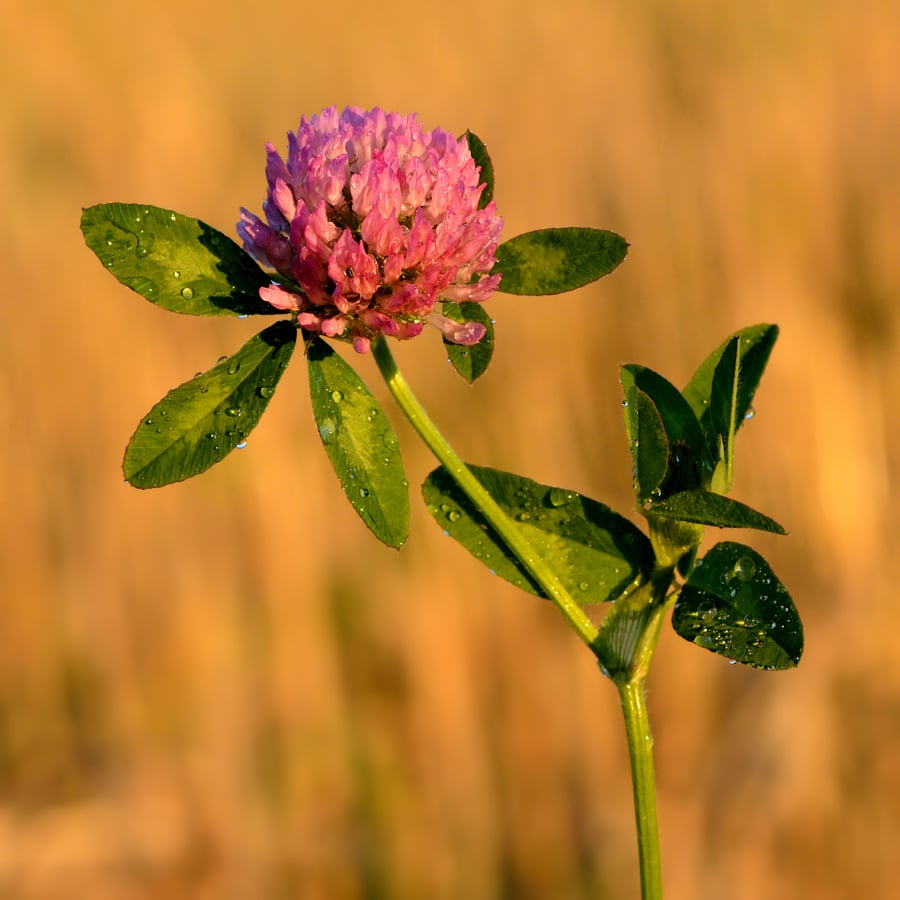 Rode klaver (Trifolium pratense) zaden
