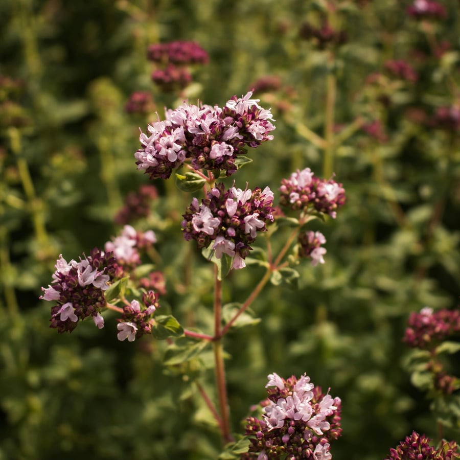 Wilde marjolein BIO (Origanum vulgare) zaden