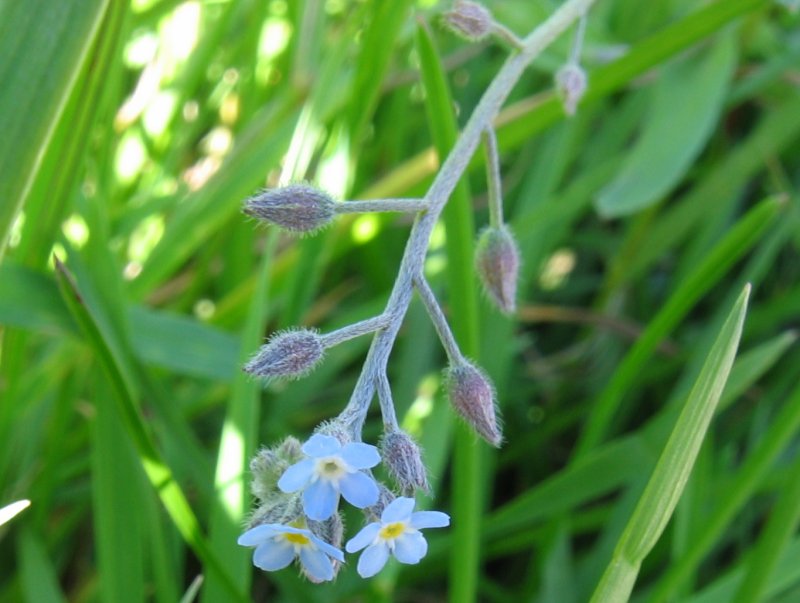 Akkervergeet-mij-nietje (Myosotis arvensis) zaden
