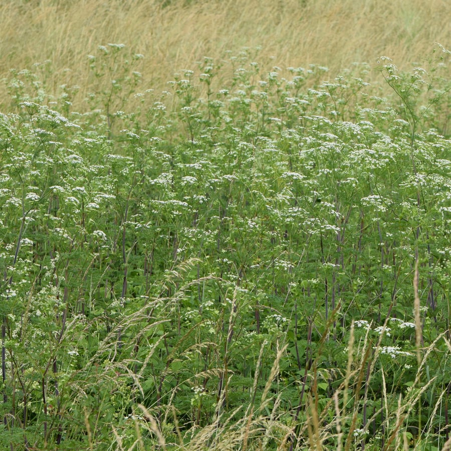 Knolribzaad (Chaerophyllum bulbosum) zaden