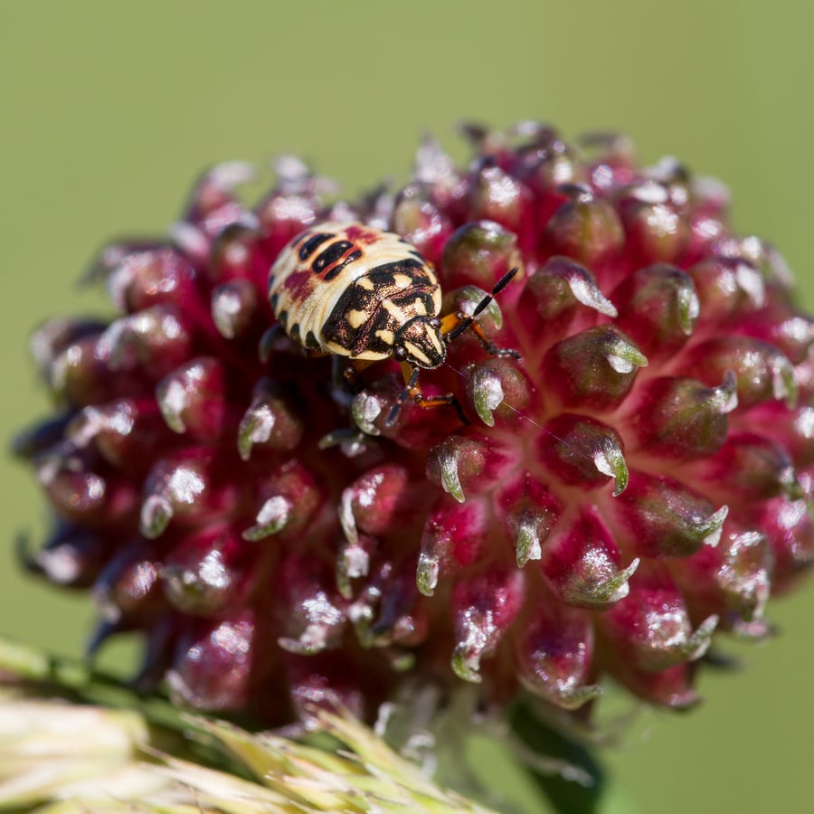 Kraailook (Allium vineale) zaden