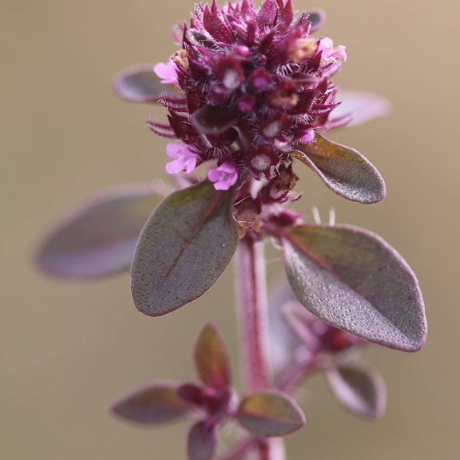 Grote tijm (Thymus pulegioides) zaden