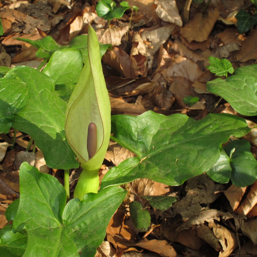 Gevlekte aronskelk (Arum maculatum) zaden