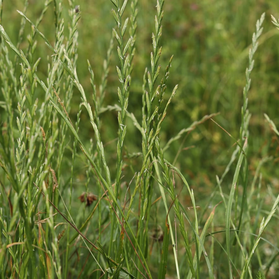 Engels raaigras (Lolium perenne) zaden