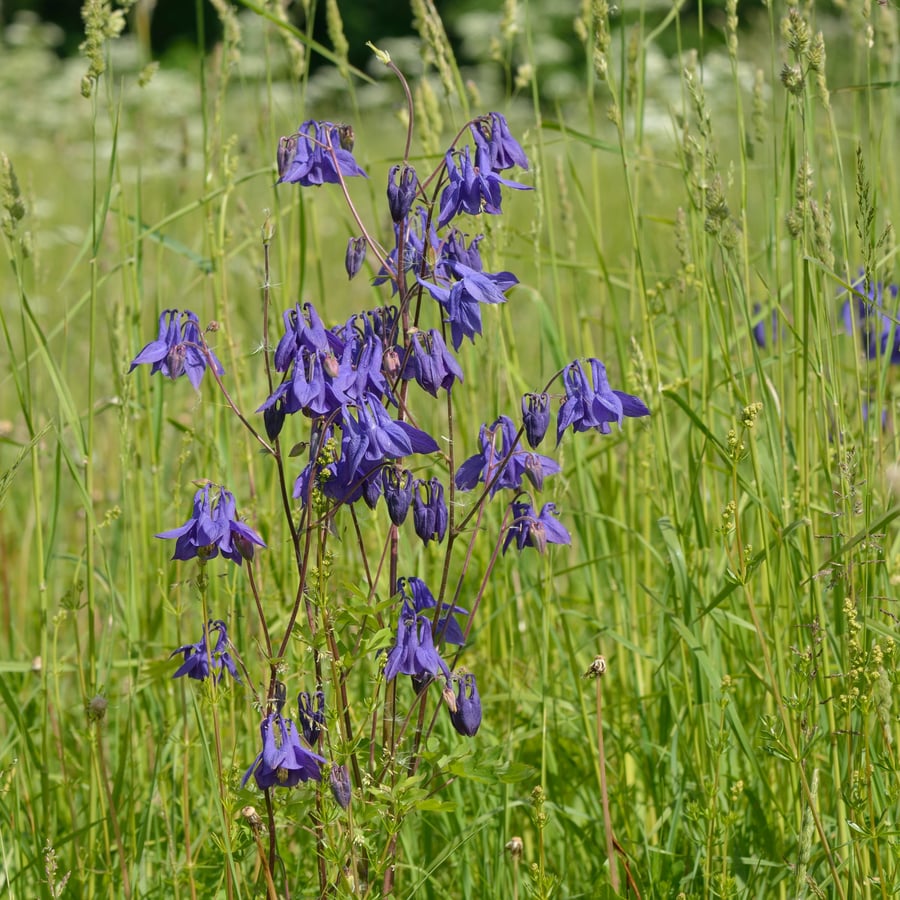 Wilde akelei (Aquilegia vulgaris) zaden