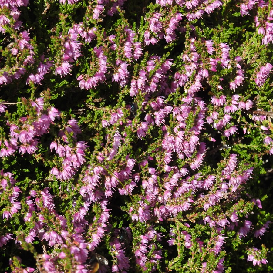 Struikhei (Calluna vulgaris) zaden