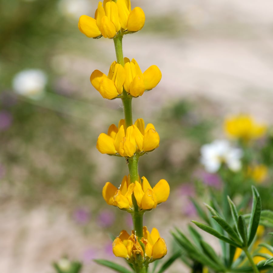 Gele lupine (Lupinus luteus) zaden
