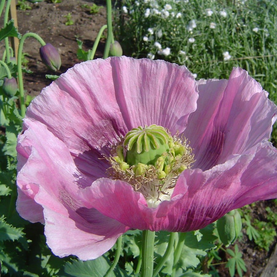 Slaapbol (Papaver somniferum) zaden