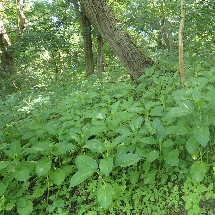 Kleine kaardenbol (Dipsacus pilosus) zaden