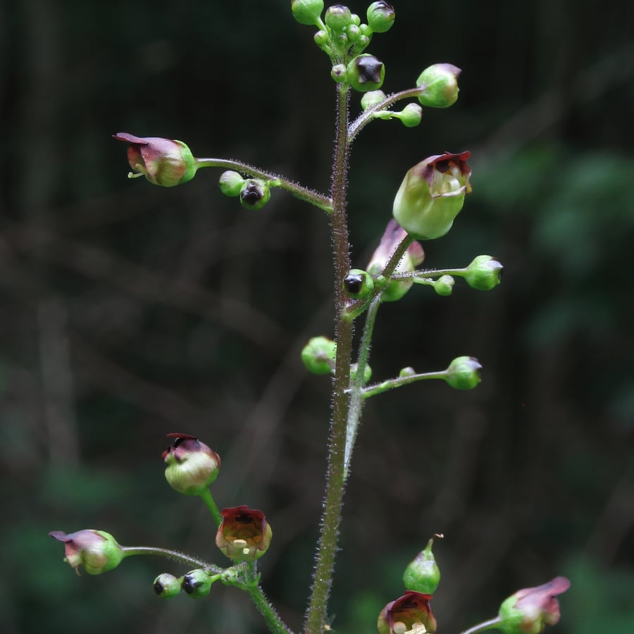 Knopig helmkruid (Scrophularia nodosa) zaden