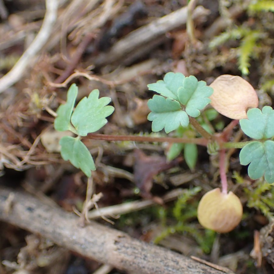Kleine pimpernel (Poterium sanguisorba ssp. sanguisorba) zaden