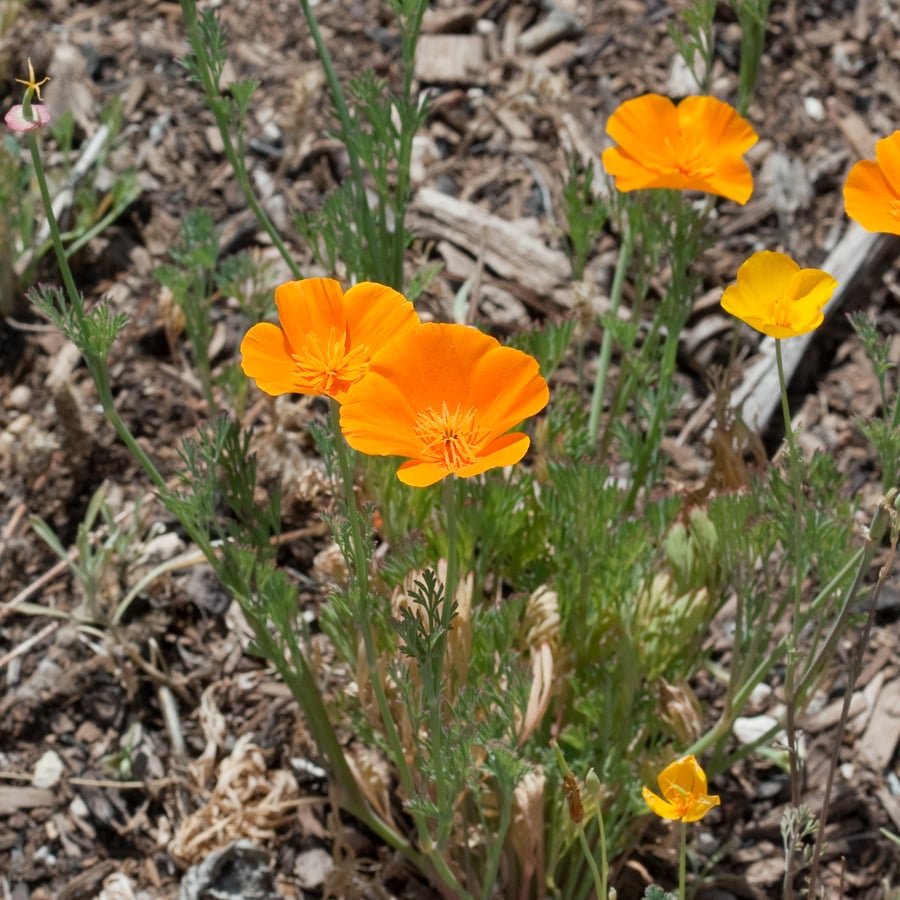 Slaapmutsje (Eschscholtzia californica) zaden