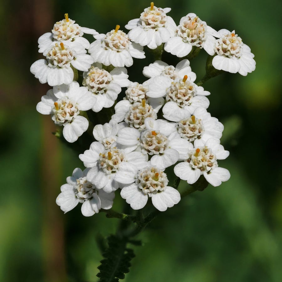 Duizendblad (Achillea millefolium) zaden