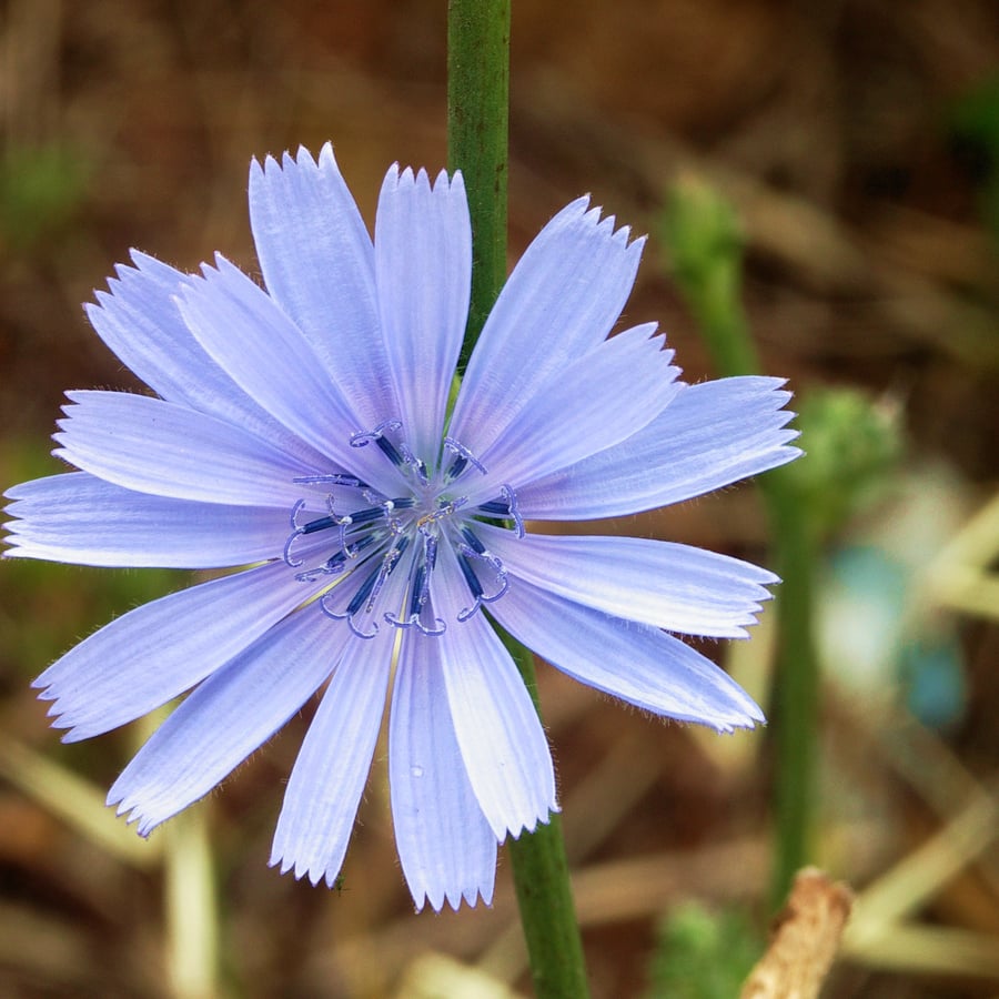 Wilde cichorei (Cichorium intybus) zaden