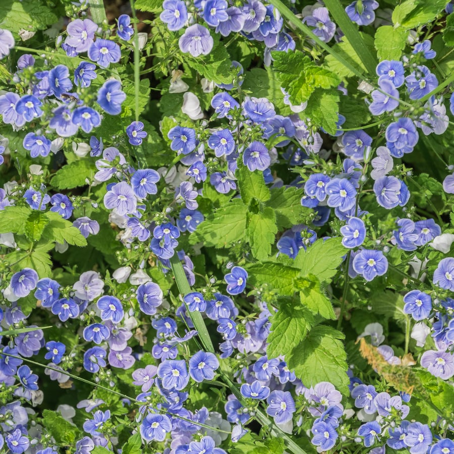 Gewone ereprijs (Veronica chamaedrys) zaden