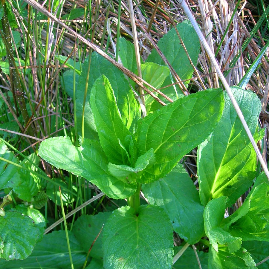 Gevleugeld helmkruid (Scrophularia umbrosa) zaden