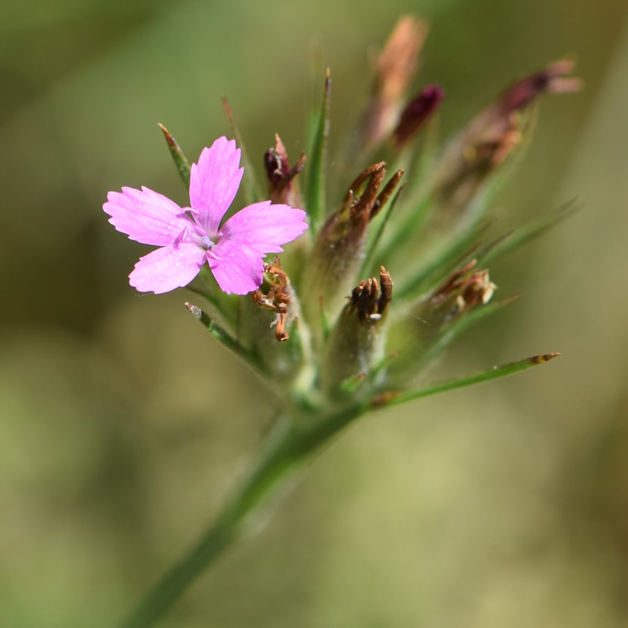 Ruige anjer (Dianthus armeria) zaden