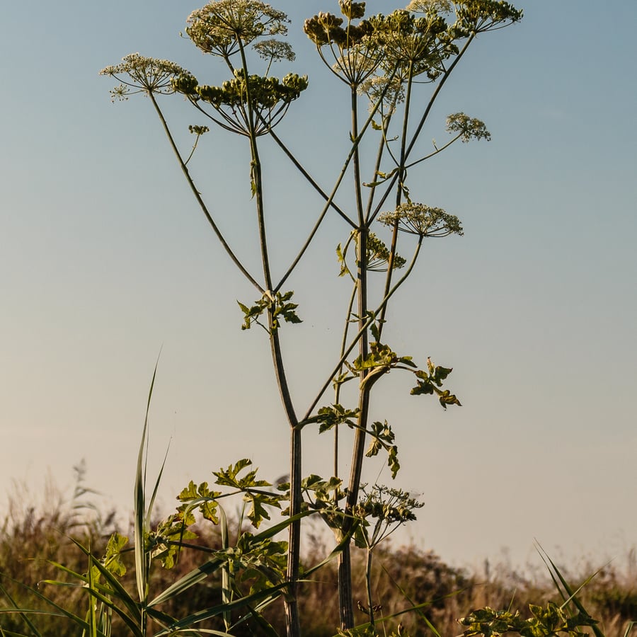 Grote engelwortel (Angelica archangelica) zaden