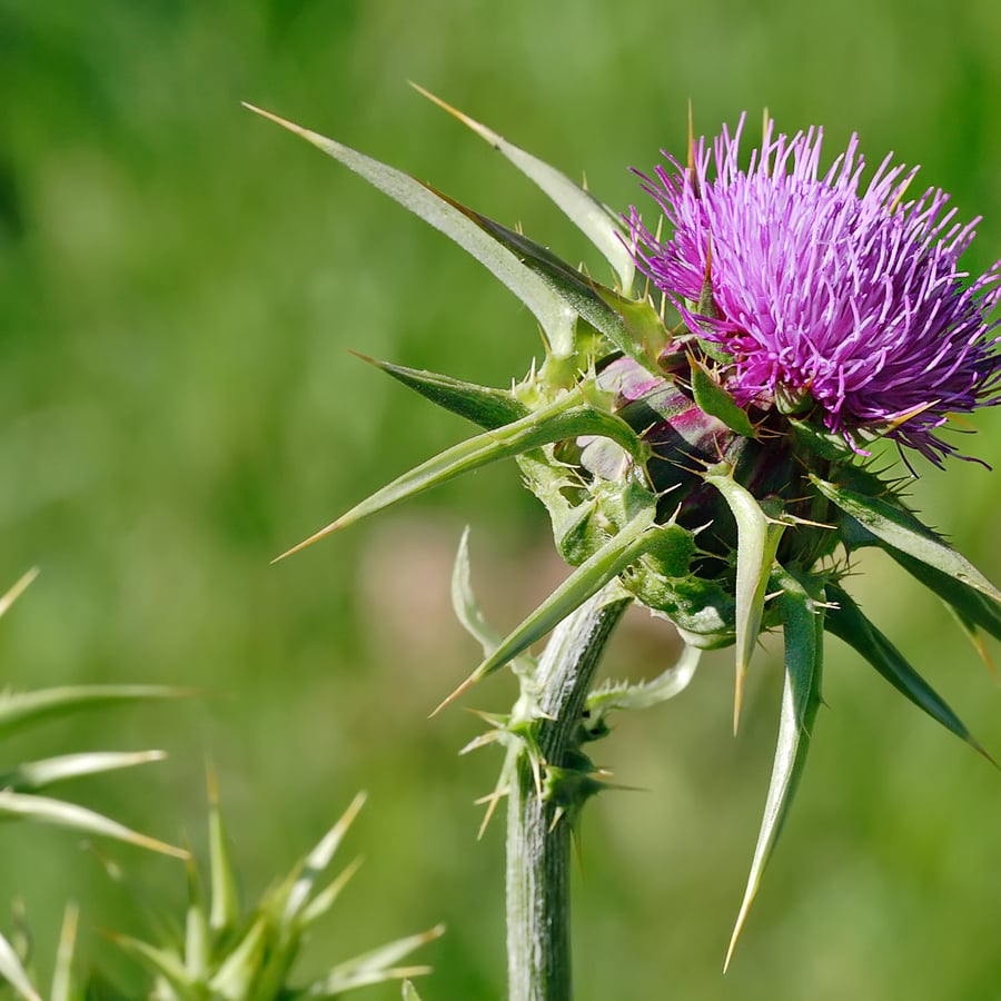 Mariadistel (Silybum marianum) zaden
