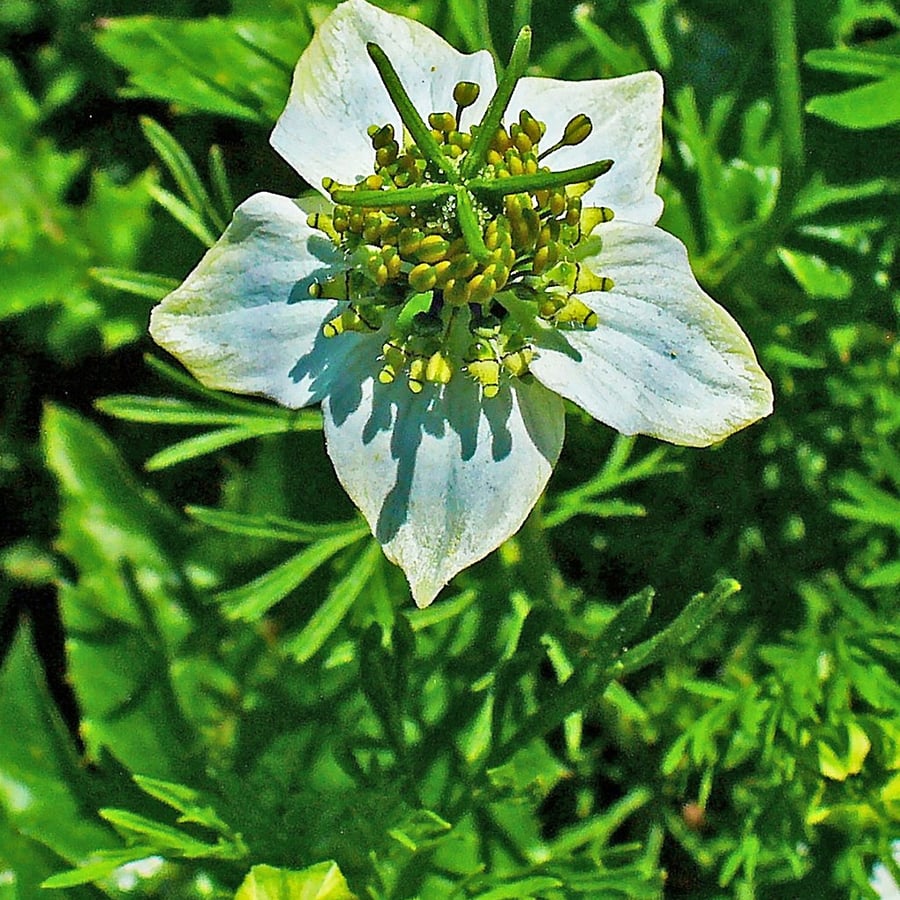 Nigelle (Nigella sativa) zaden