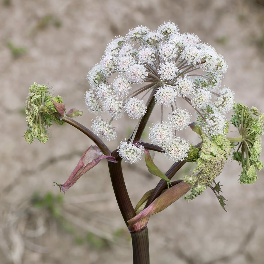 Gewone engelwortel (Angelica sylvestris) zaden