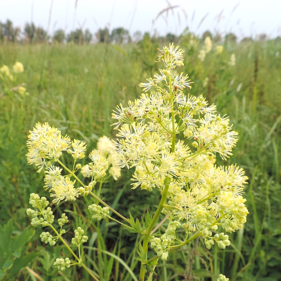 Poelruit (Thalictrum flavum) zaden