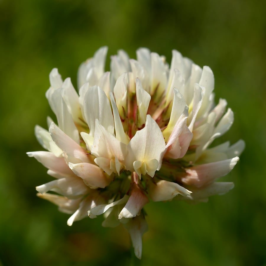 Witte klaver (Trifolium repens) zaden