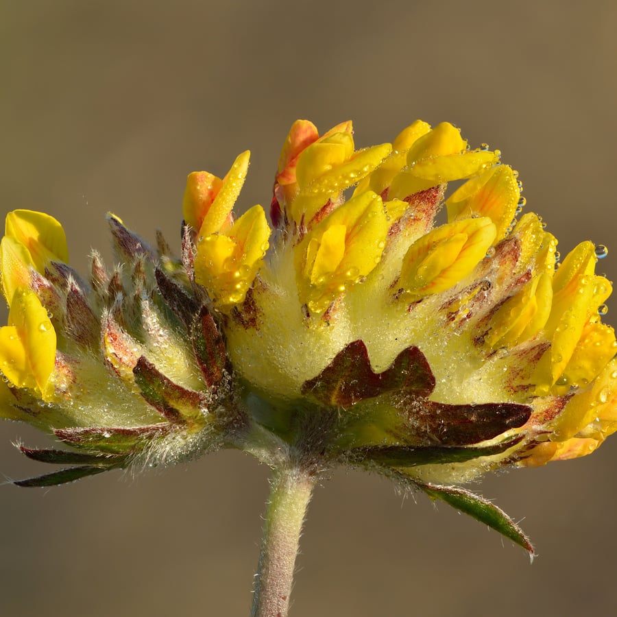 Wondklaver (Anthyllis vulneraria) zaden