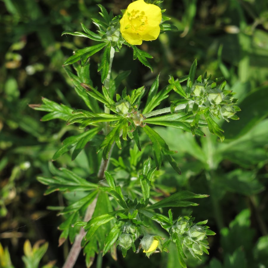 Viltganzerik (Potentilla argentea) zaden