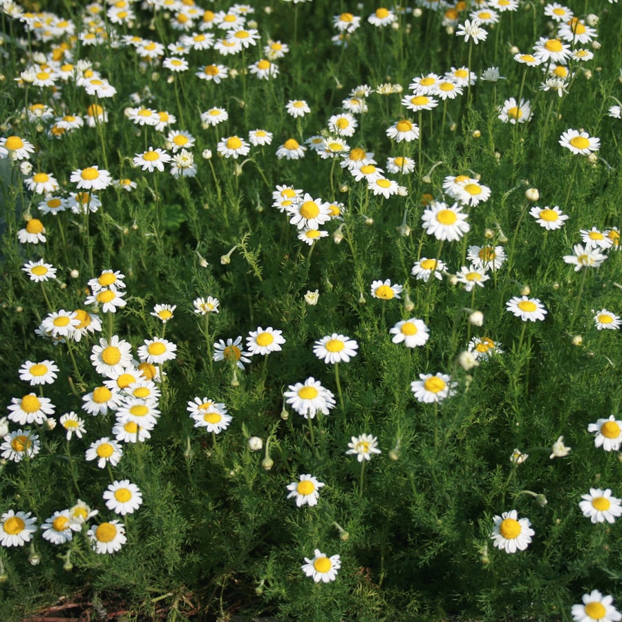 Roomse kamille (Anthemis nobilis) zaden