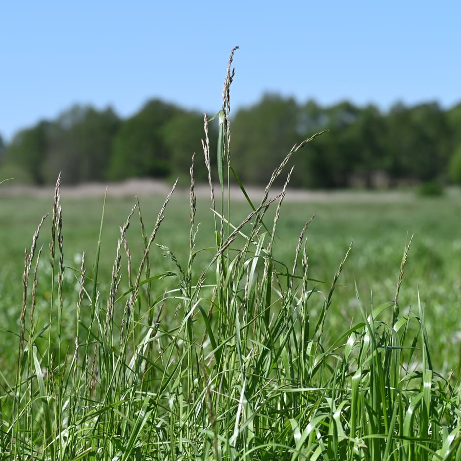 Beemdlangbloem (Schedonorus pratensis) zaden