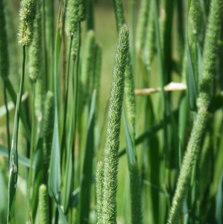 Gewoon timoteegras (Phleum pratense) zaden