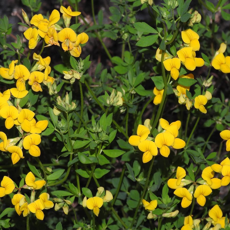 Gewone rolklaver (Lotus corniculatus var. corniculatus) zaden