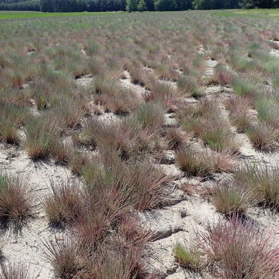 Buntgras (Corynephorus canescens) zaden