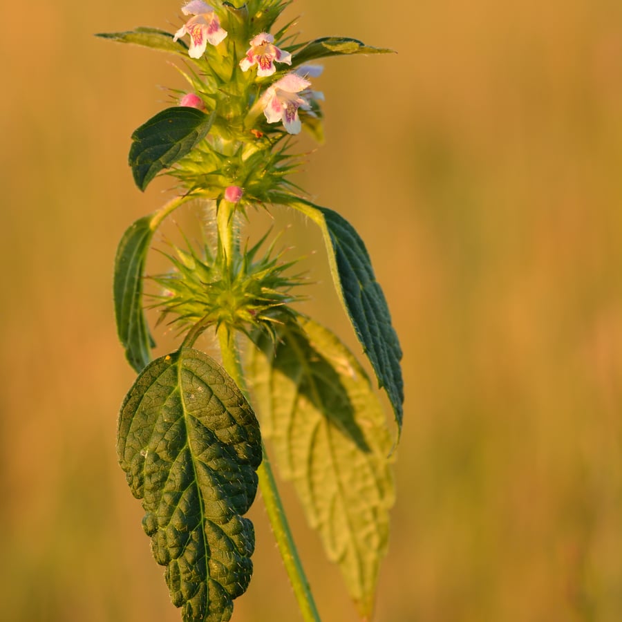 Gewone hennepnetel (Galeopsis tetrahit) zaden