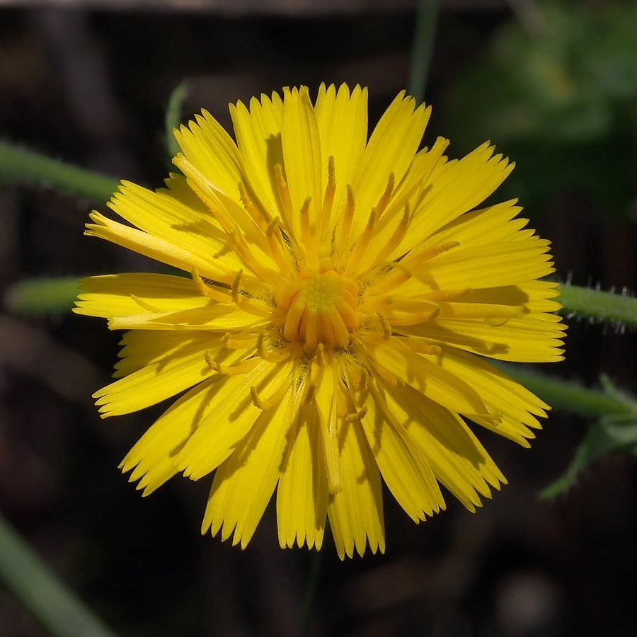 Paardenbloem (Taraxacum officinale) zaden