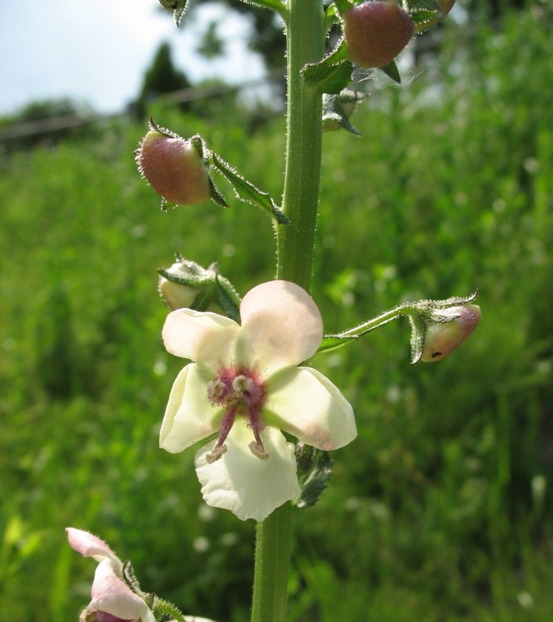 Mottenkruid (Verbascum blattaria) zaden