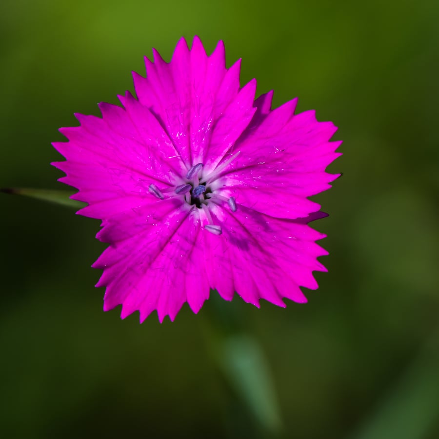 Kartuizer anjer (Dianthus carthusianorum) zaden