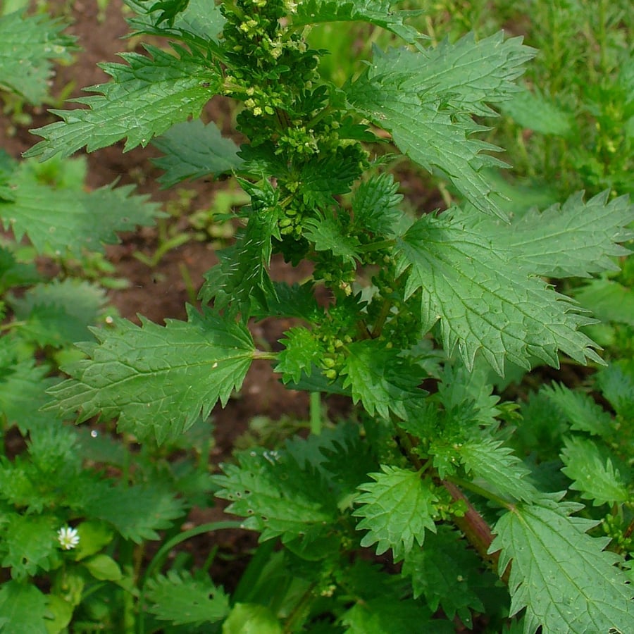 Kleine brandnetel (Urtica urens) zaden