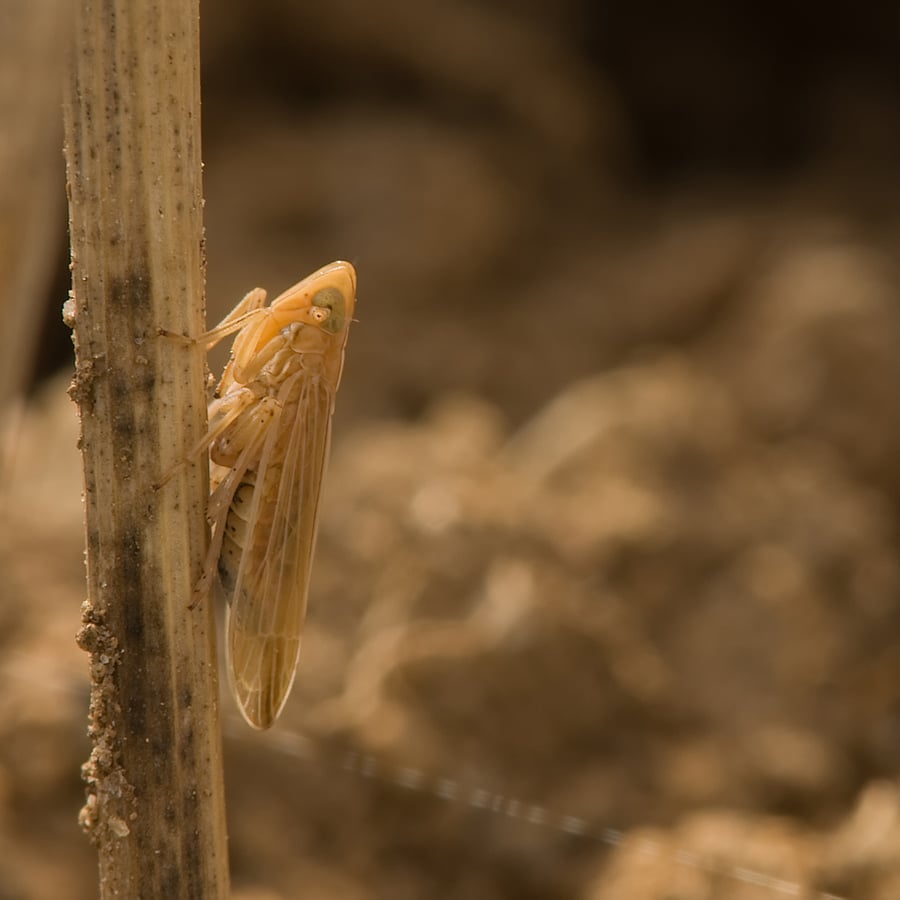 Kropaar (Dactylis glomerata) zaden