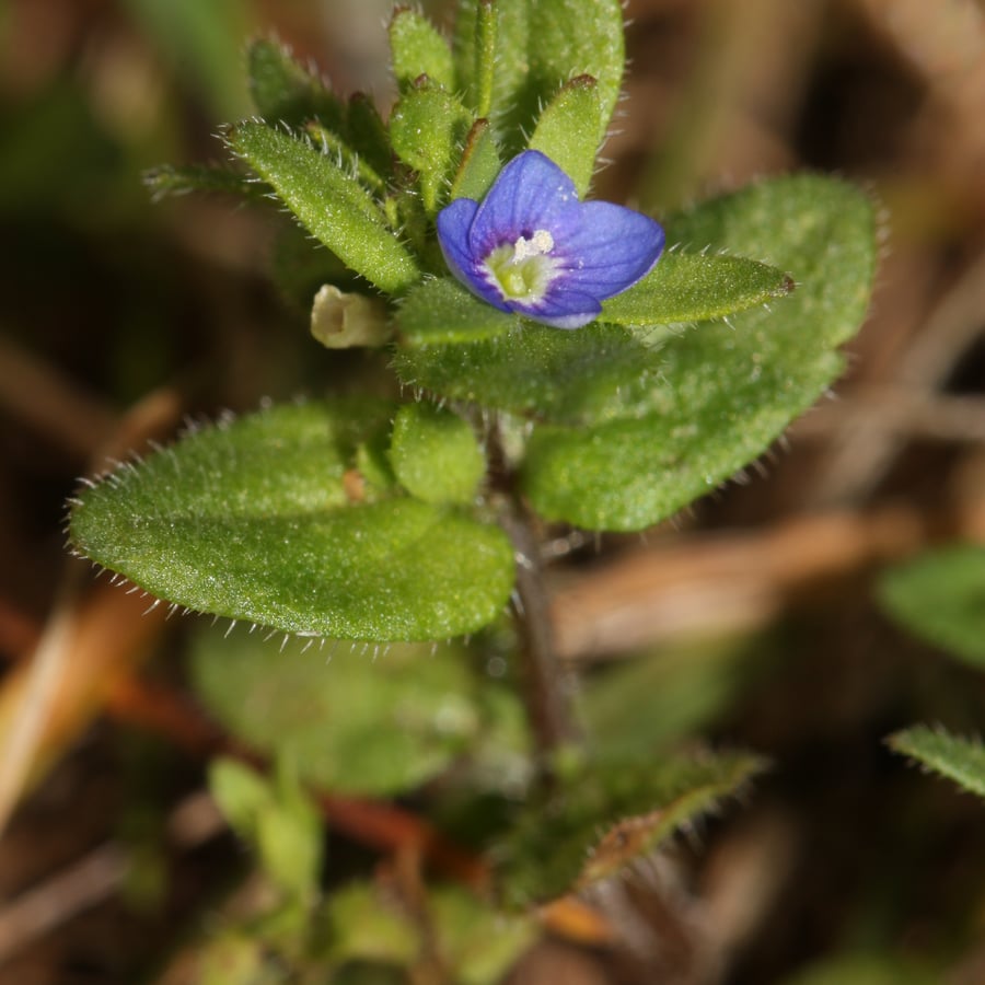 Veldereprijs (Veronica arvensis) zaden