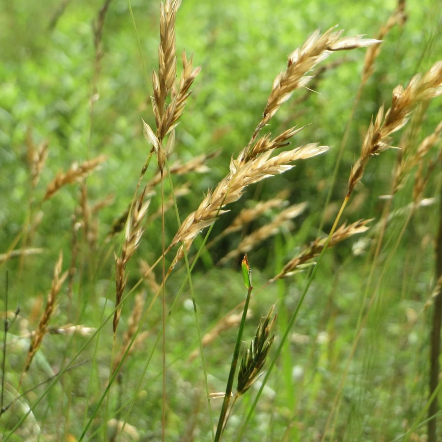 Gewoon reukgras (Anthoxanthum odoratum) zaden