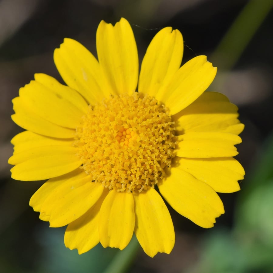 Gele ganzenbloem (Glebionis segetum) zaden