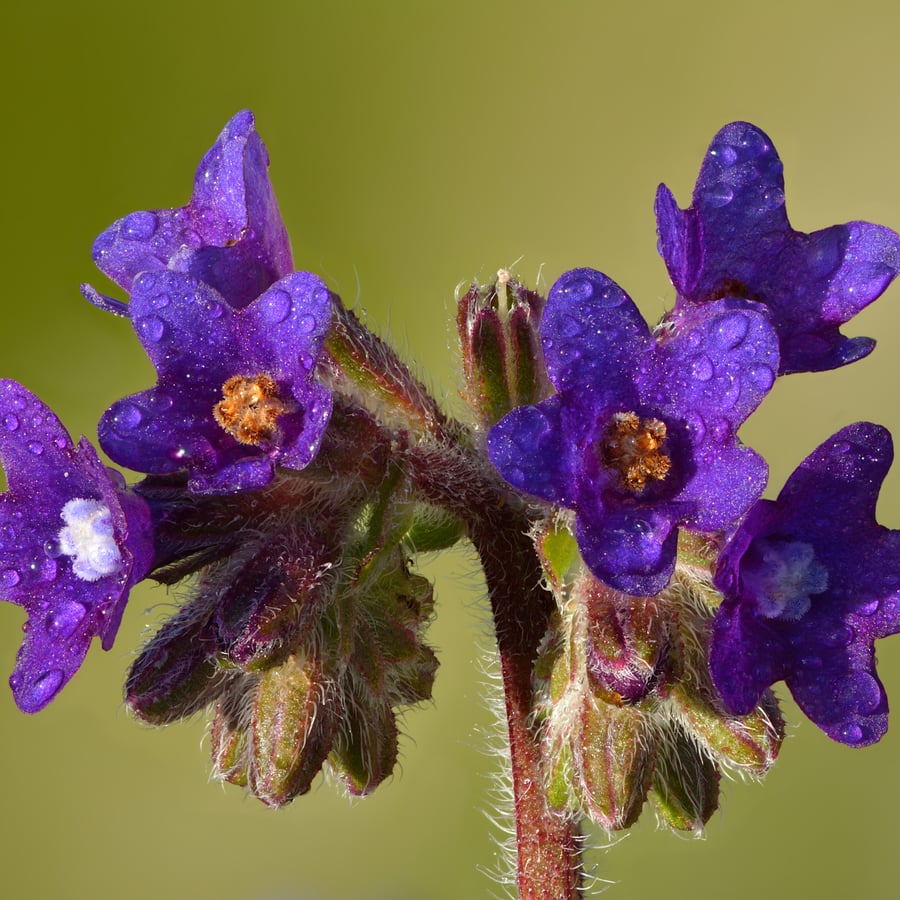 Gewone ossentong (Anchusa officinalis) zaden