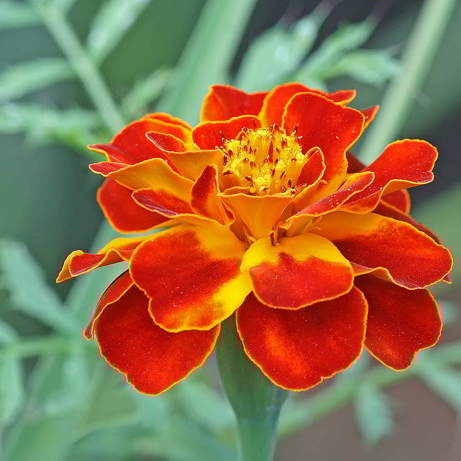 Afrikaantje (Tagetes patula) zaden