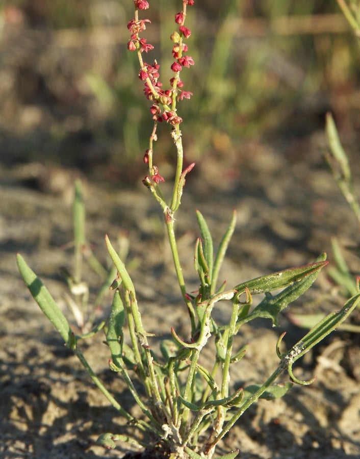 Schapenzuring (Rumex acetosella) zaden