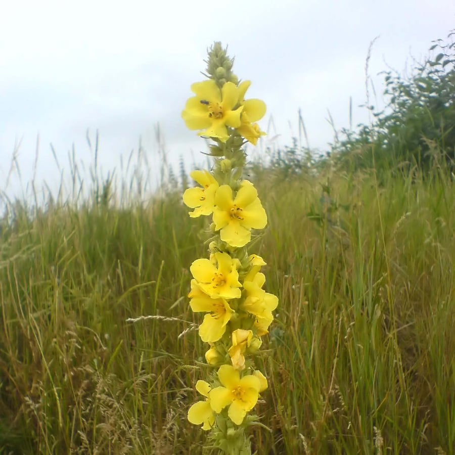 Stalkaars (Verbascum densiflorum) zaden