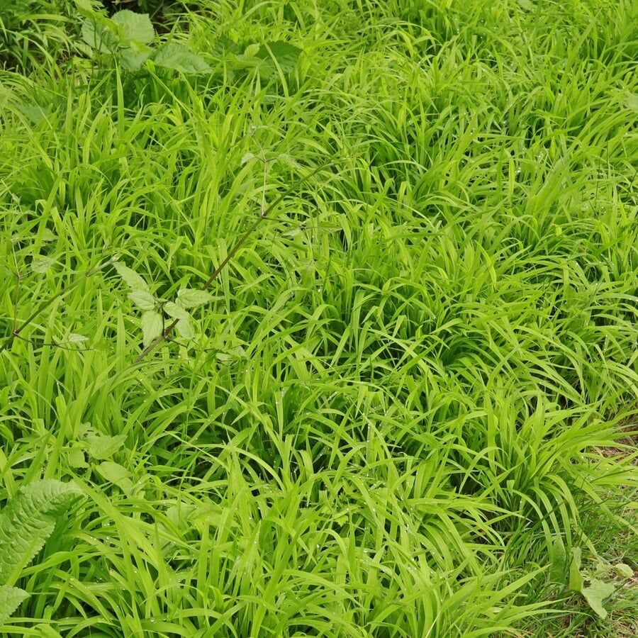 Inheems schaduwgras (Premium graszaad) bloemenmengsel