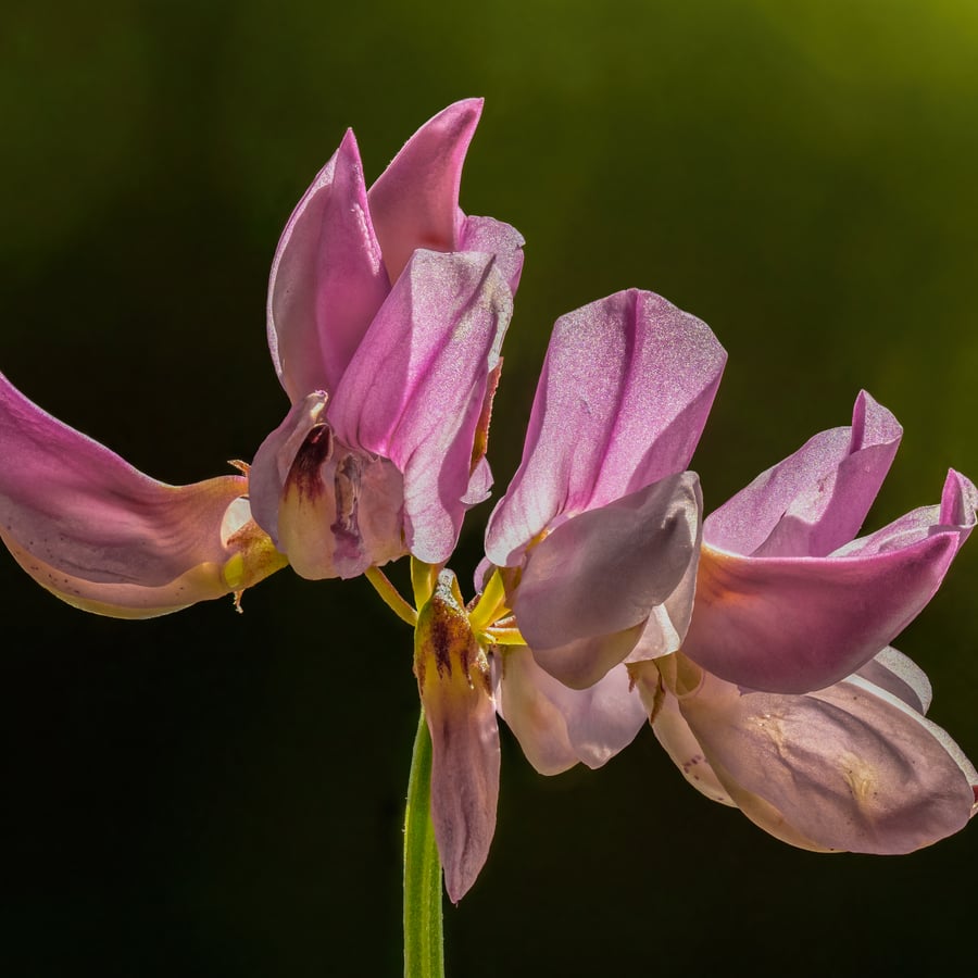 Bont kroonkruid (Securigera varia) zaden
