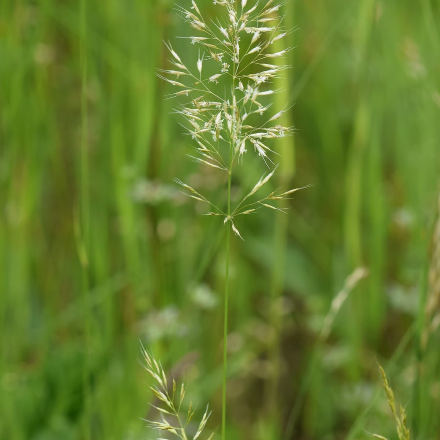 Goudhaver (Trisetum flavescens) zaden